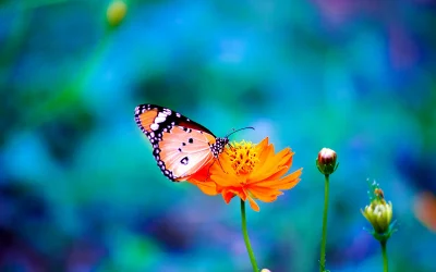 Great Resources for Free Images