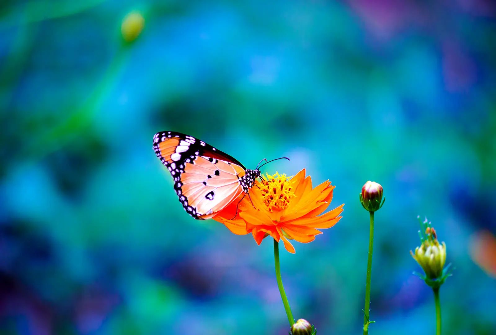 butterfly butterfly image